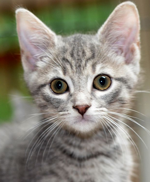 See our Cats for Adoption on Pet Finder